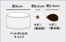 マダニは吸血前は約0.5ｃｍ、吸血後は約1.5ｃｍになります