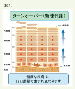 ターンオーバーの挿絵