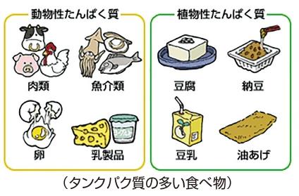 タンパク質の多い食べ物の挿絵