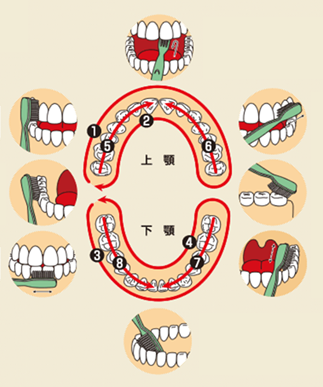 歯磨き手順