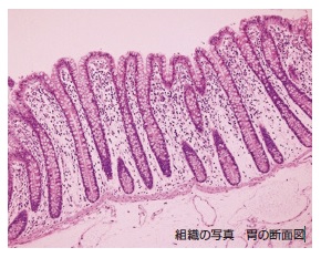 組織の写真　胃の断面図