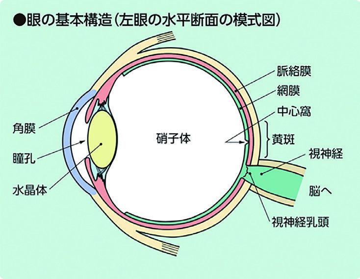 眼の基本構造（左眼の水平断面の模式図）