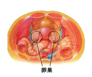 横断面からみた下部臓器